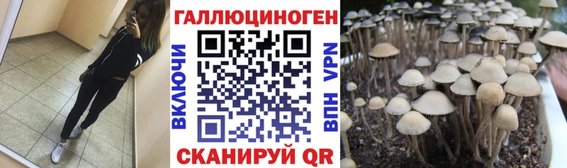 Галлюциногенные грибы Psilocybe  Ачинск 